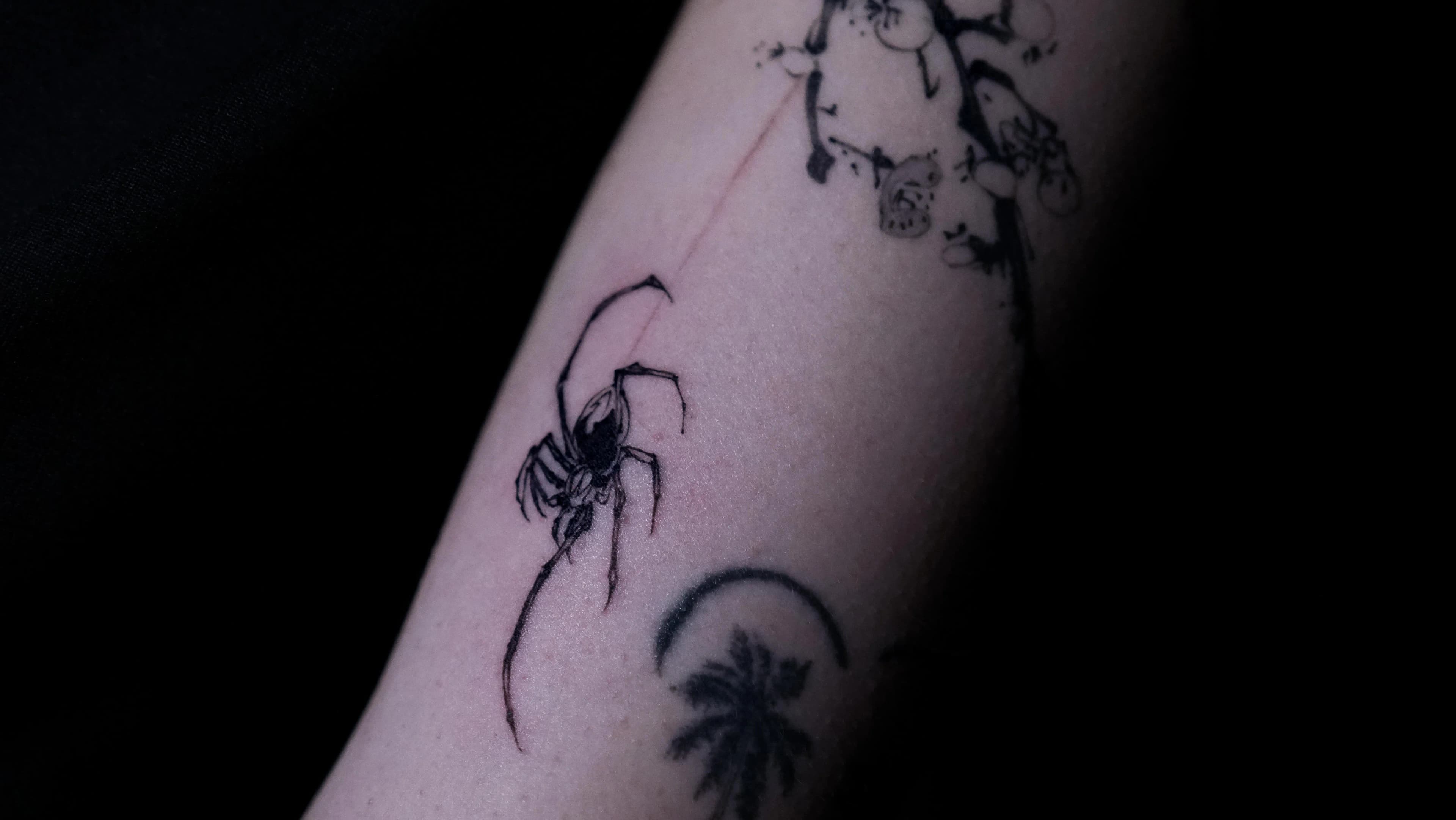 거미와 매화나무